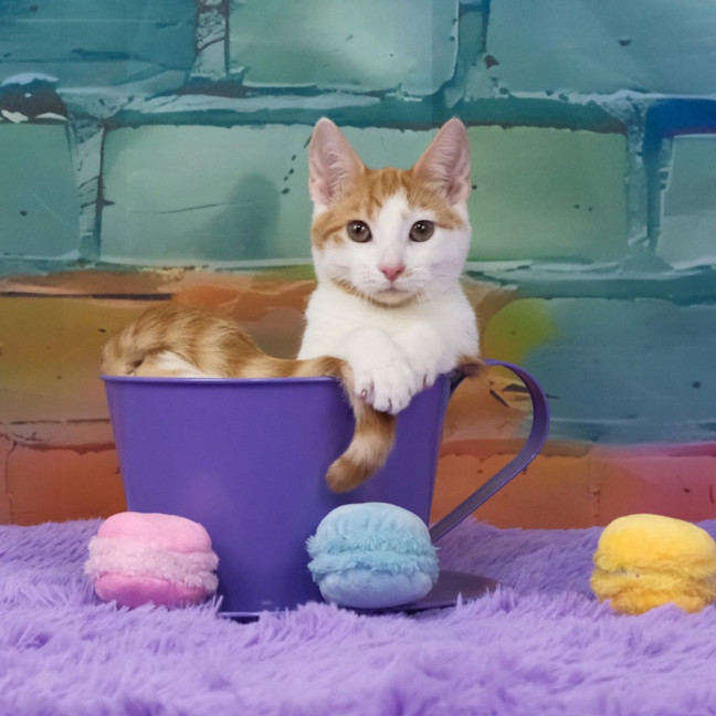 Photo of Fred Weasley