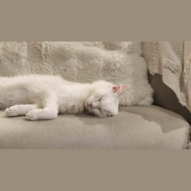 Photo of Miso