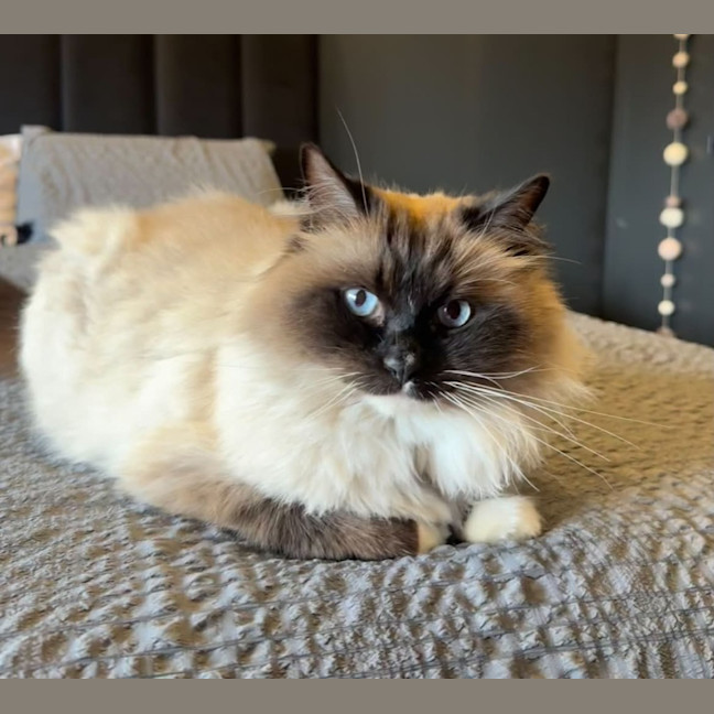 Photo of Yoda