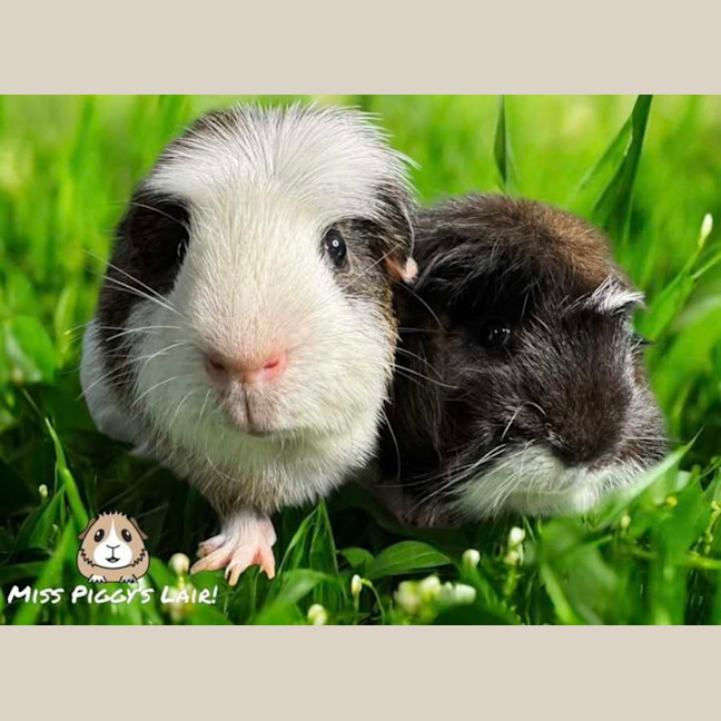 Photo of Bandit & Rodney