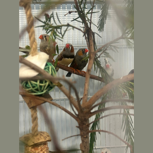 Photo of The Feathered Lucky Charms