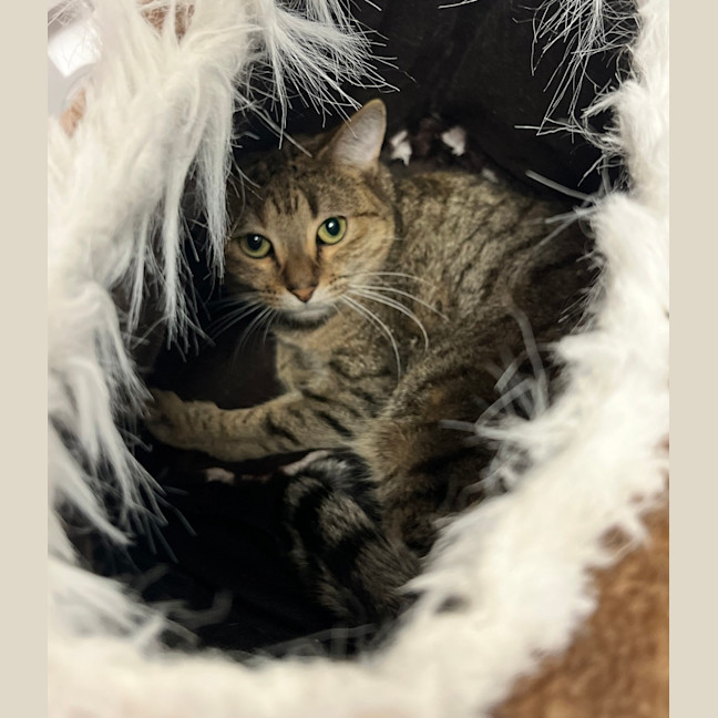 Photo of Pickles