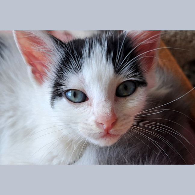 Photo of C1444 Spotty