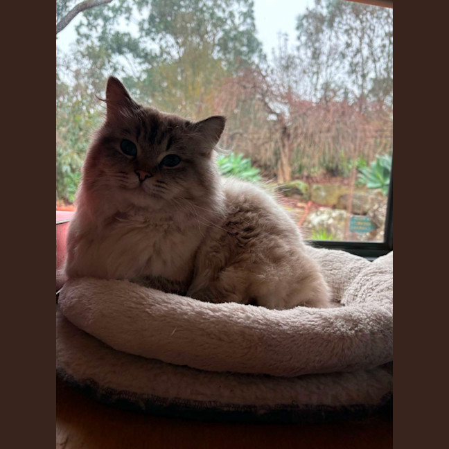 Photo of Merlin  In Foster Care In Lower Plenty