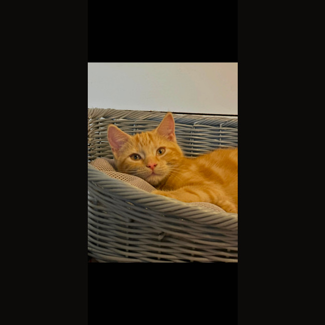 Photo of Lucius 
