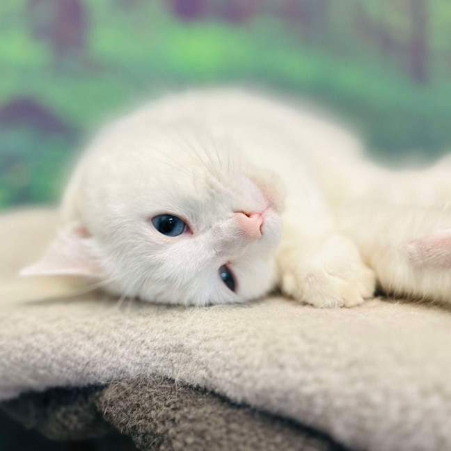 Photo of Alaska   Located In Preston