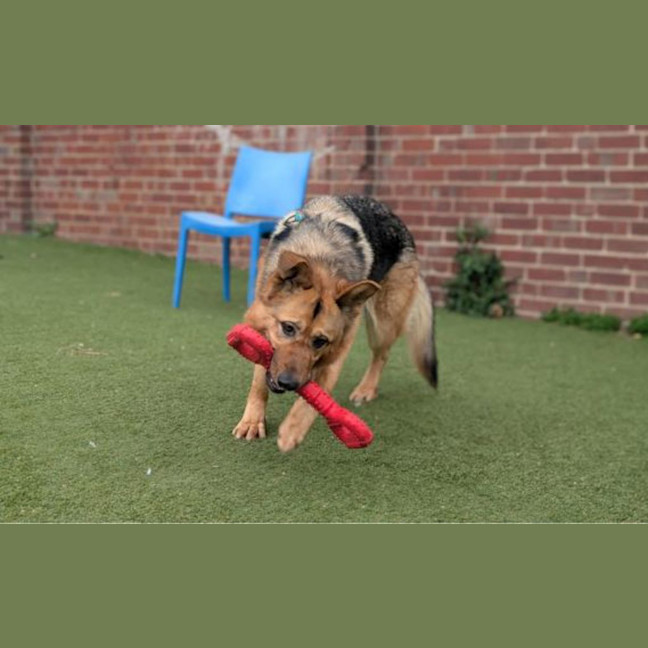 Photo of Roxy 