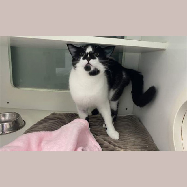 Photo of Comet