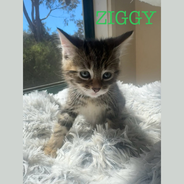 Photo of Ziggy