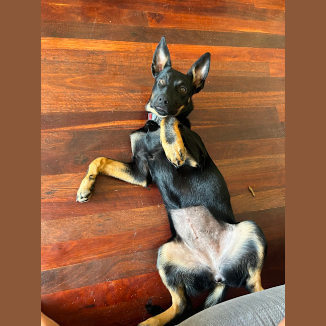 Photo of Bindi