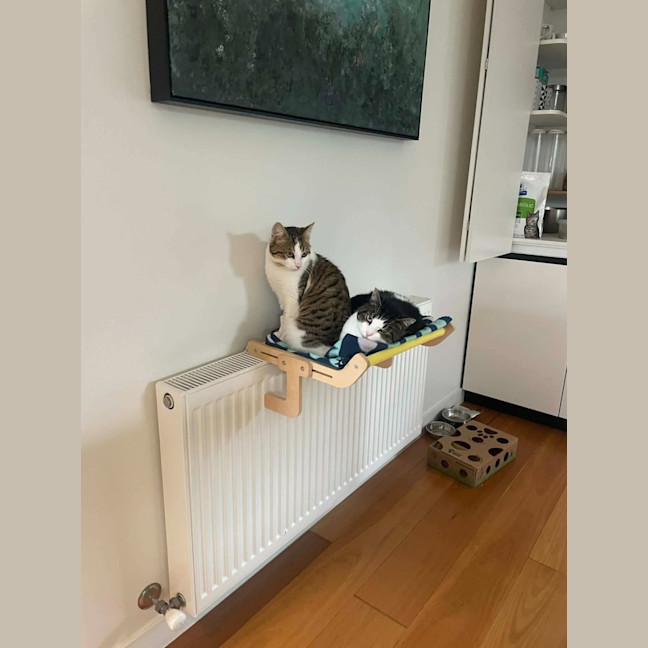 Photo of Miso   In Foster Care In Macleod