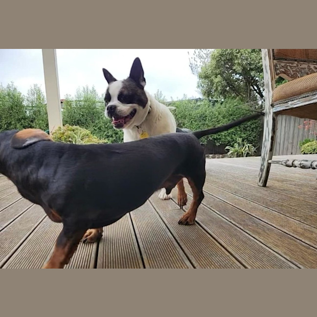 Photo of Champ