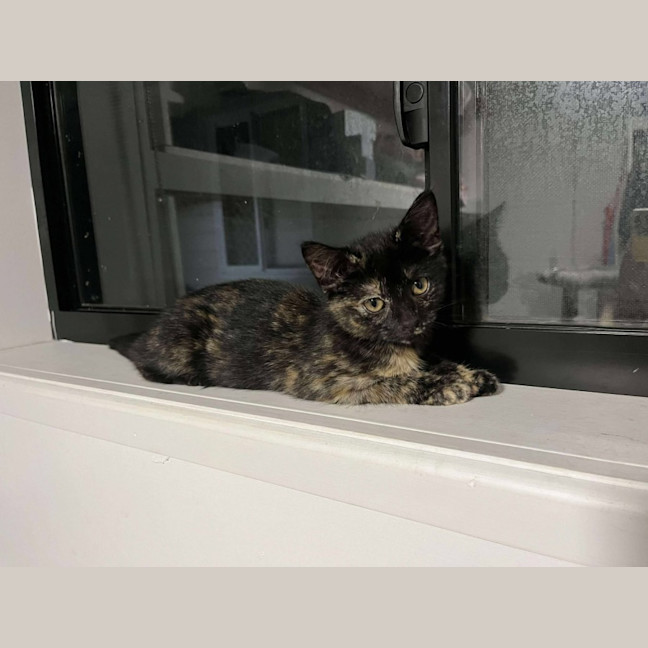 Photo of Pebbles