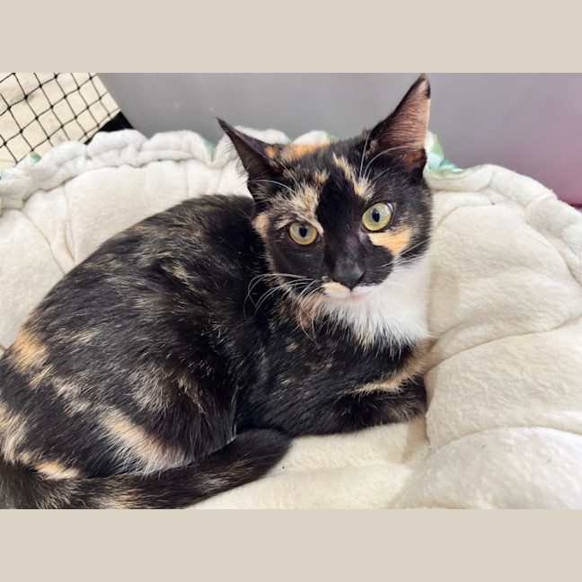 Photo of Izzy *9 Lives Project Rescue*