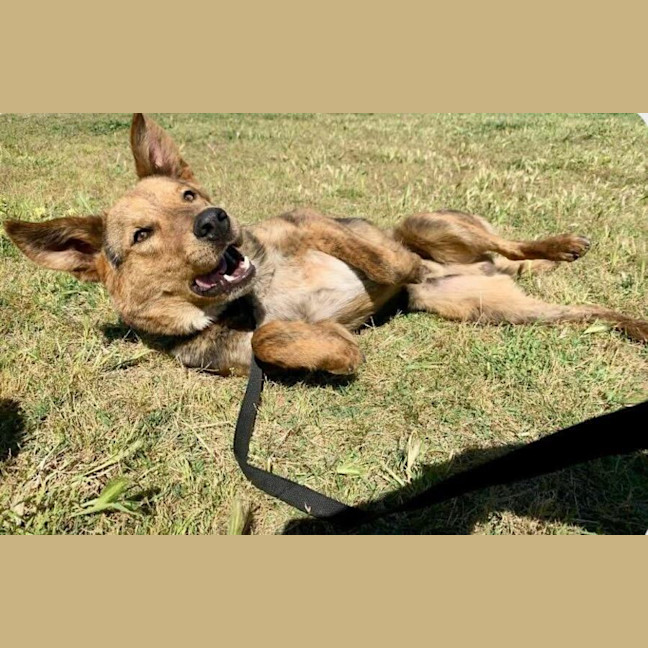 Photo of Da Vinci (Aka Vinnie)