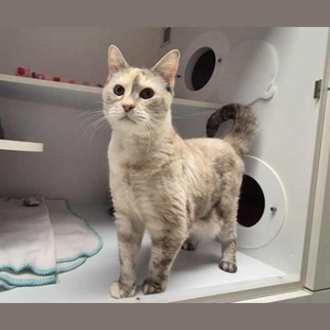 Photo of Misty