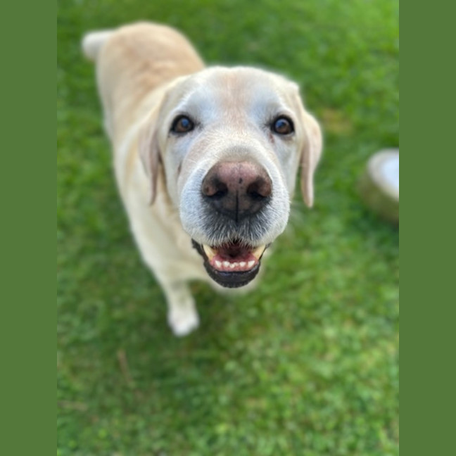 Photo of Bobby   12 Year Old Labrador
