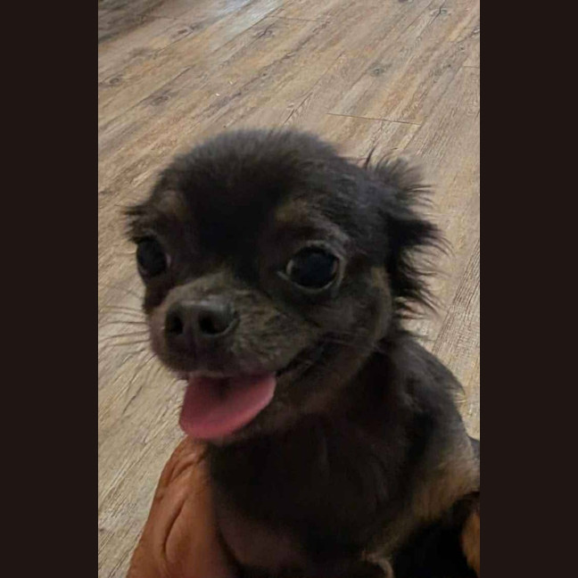 Photo of Bluey