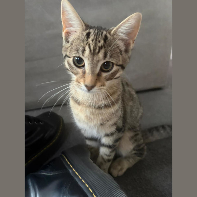 Photo of Pebbles