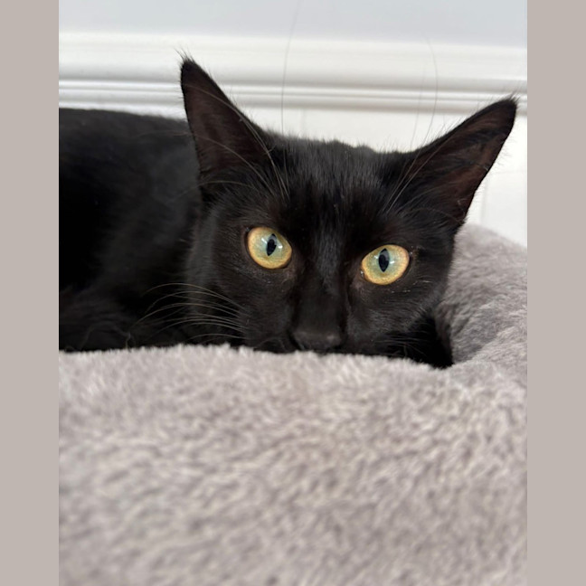 Photo of Black Betty