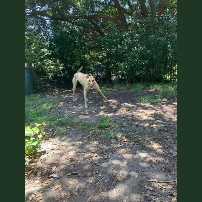Photo of Toffee, The Cat Friendly Greyhound