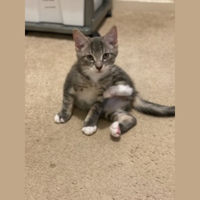 Photo of Ranger *9 Lives Project Rescue*