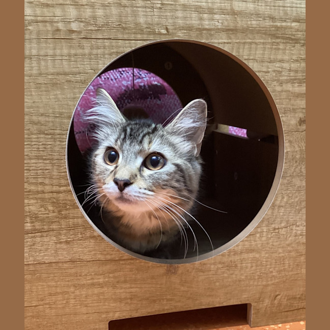 Photo of Toffee