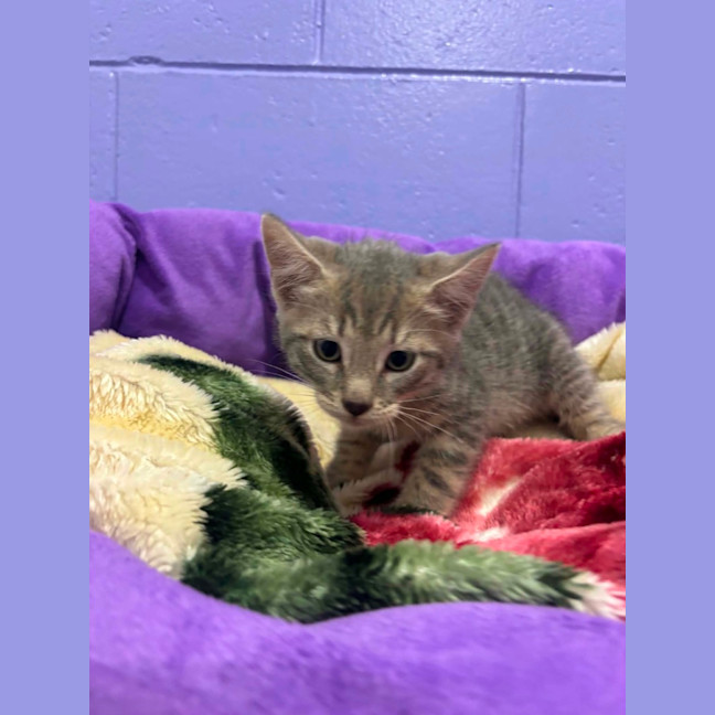 Photo of Frodo 