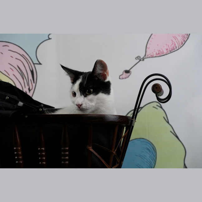 Photo of Sir Pounce A Lot