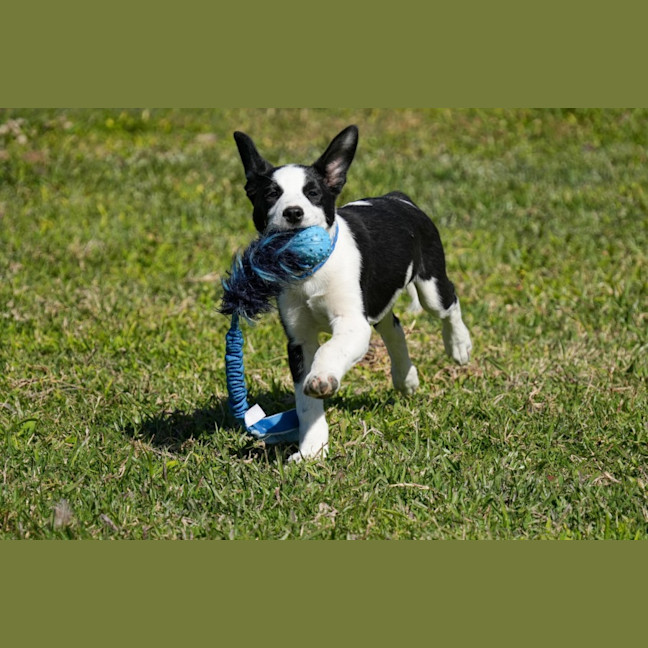 Photo of Dax