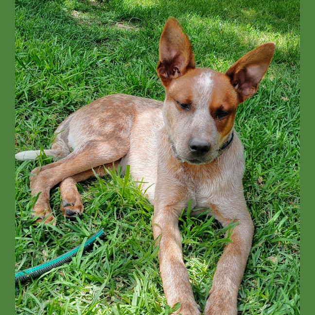 Photo of Pippin