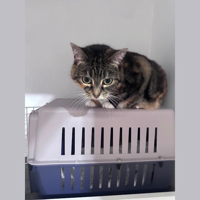 Photo of Muffin 