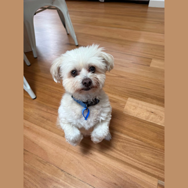 Photo of Matey   10 Year Old Moodle