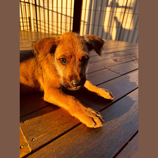 Photo of Buck