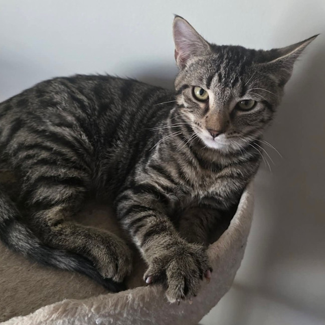 Photo of Ziggy