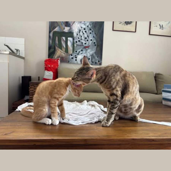 Photo of Mumma Bee And Baby Ember