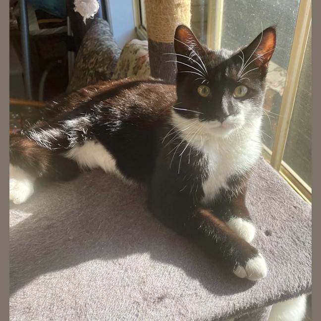 Photo of Spitfire