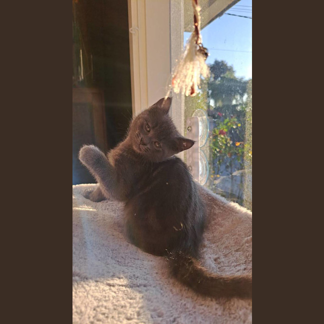 Photo of Duke
