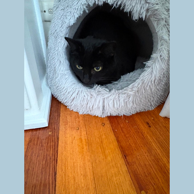 Photo of Nyx