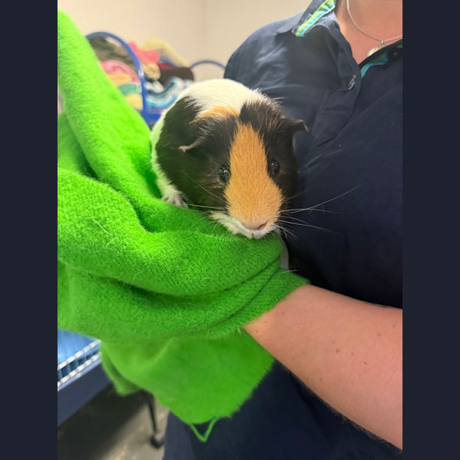 Photo of Spot