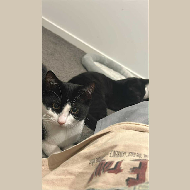 Photo of Peanut & Pickle
