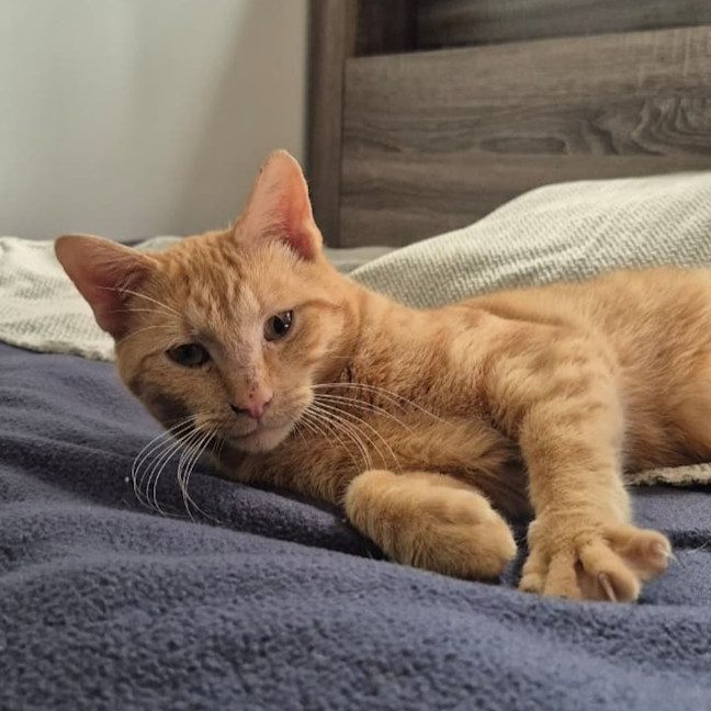 Photo of Alfie