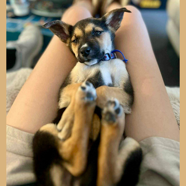Photo of Minnie   9 Week Old Kelpie X Border Collie