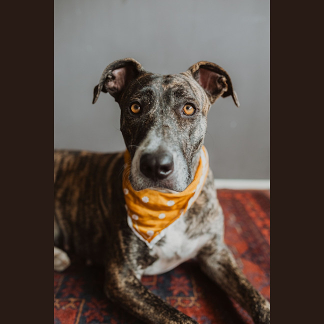 Photo of Maisy *$350 Adoption Fee*