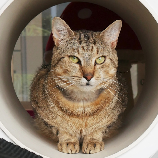 Photo of Mellow Sta013132