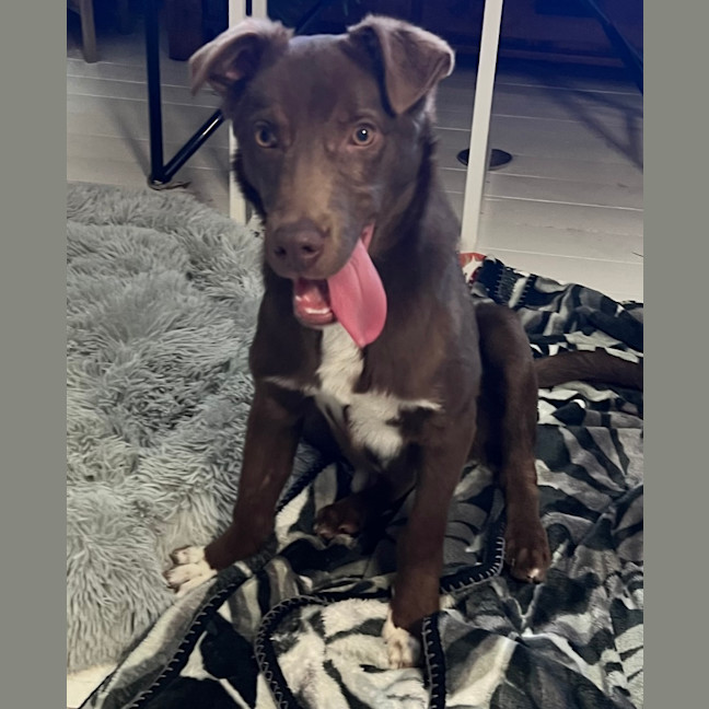 Photo of Skipper
