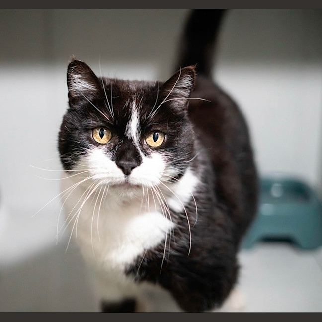 Photo of Missy Moo