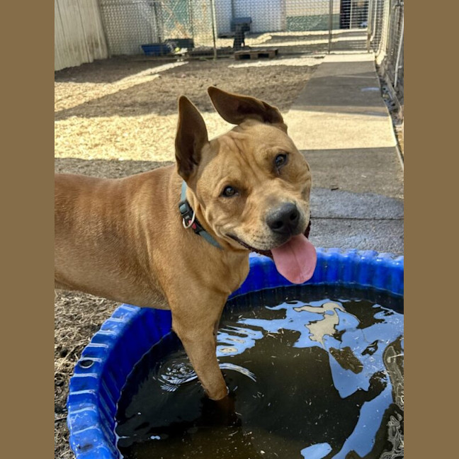 Photo of Tyson