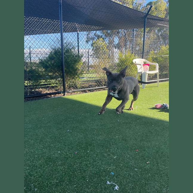 Photo of Dave Imp 678