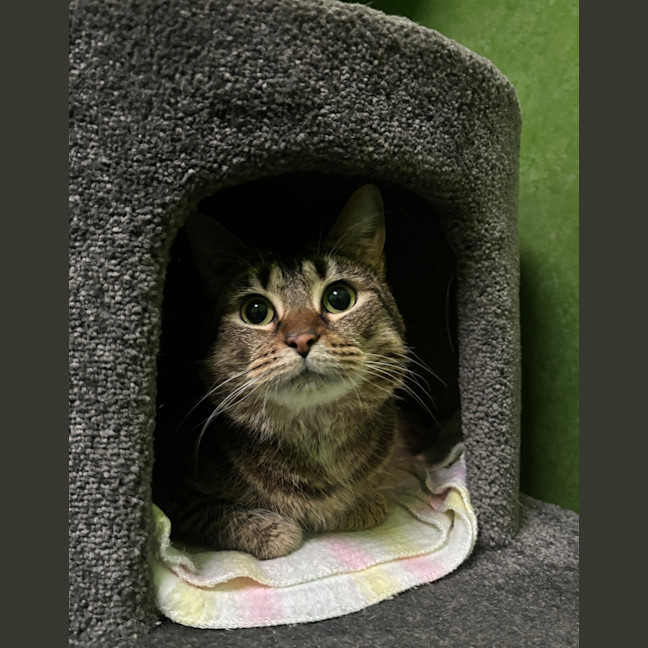 Photo of Snipps (Bonded To Nala)